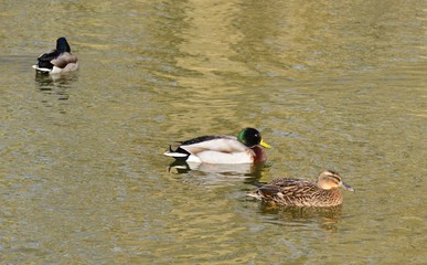 A female and male duck on a pond in winter in England.
