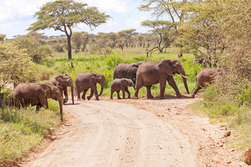 Fototapeta premium Elephant herd with calf go in profile through dirty road in savanna. Serengeti National Park, Great Rift Valley, Tanzania, Africa. 