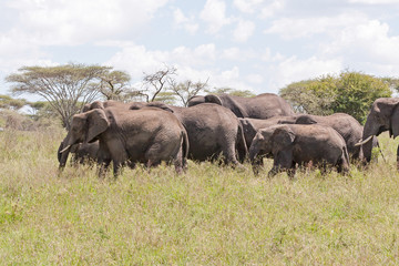 Naklejka na ściany i meble Elephant herd with calf go in profile on savanna against cloudy sky background. Serengeti National Park, Great Rift Valley, Tanzania, Africa. 
