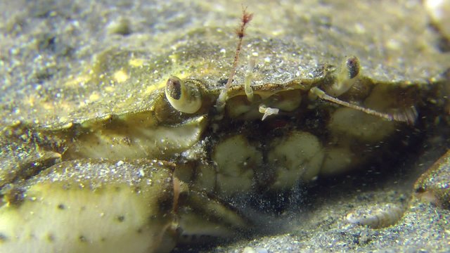 Portrait Green crab, close up.
