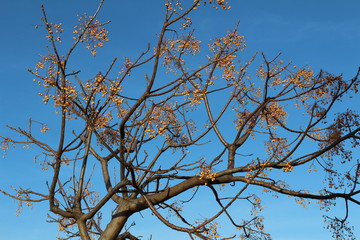 albero del sapone con le caratteristiche bacche