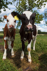 Two young curious cows