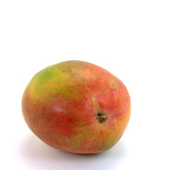 Mango - Mangifera indica