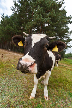 Cow looking at camera