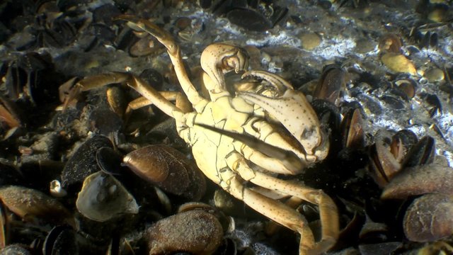 Green crab cleans parasites from the carapace, medium shot.
