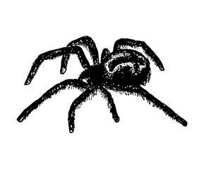 Illustration of cross spider Araneus. Vector illustration.