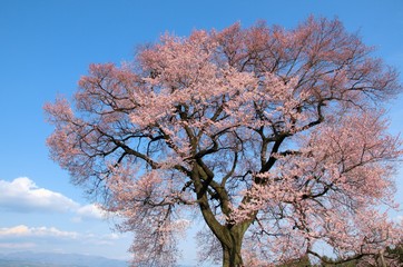 Fototapeta premium わに塚の桜