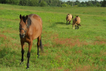 Fototapeta premium Konie
