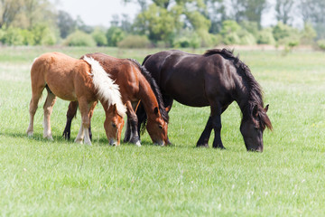 Naklejka na ściany i meble Three horses on pasture