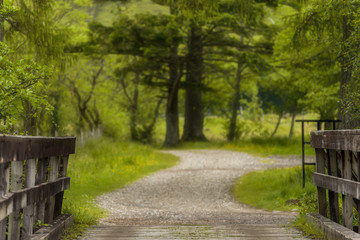 Fototapeta premium Path in the green forest