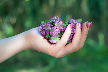 a palm full of clover blossoms