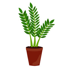 Houseplant: zamioculcas. ZZ plant. Potted plant isolated on white background. ZZ plant.