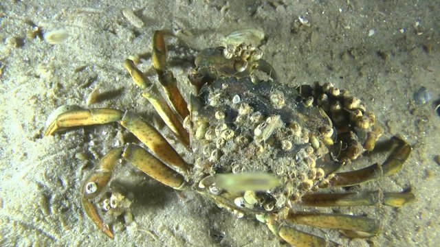 Green crab overgrown with barnacles shells, medium shot.
