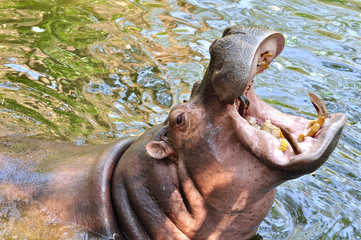 Hippopotamus open mouth to eat