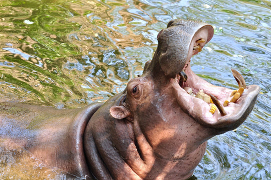 Hippopotamus open mouth to eat