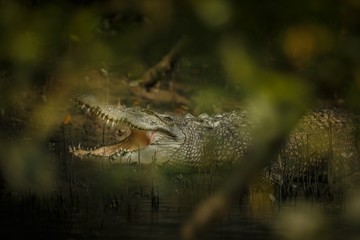 gigantic salted water crocodile caught in mangroves of Sundarbans / gigantic salted water crocodile caught in mangroves of Sundarbans