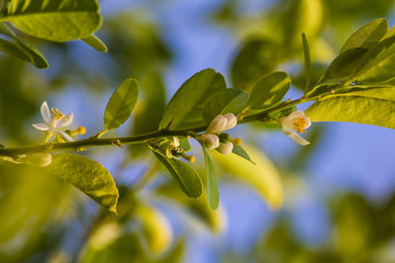 Lemon Flowers II