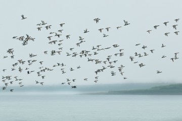 A lot of ducks flying away from indian Sundarbans / A lot of ducks flying away from indian Sundarbans - obrazy, fototapety, plakaty