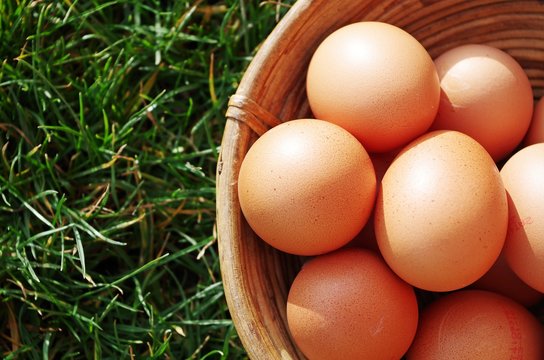 organic raw eggs in basket on grass background
