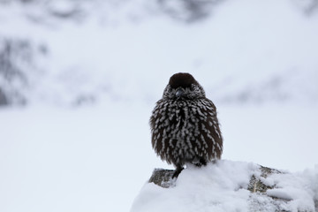 Nutcracker bird sitting on a stone