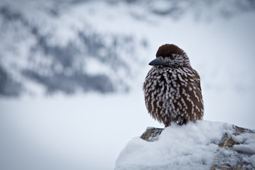 Nutcracker bird sitting on a stone