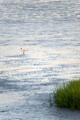 Wattenmeer bei Husum 