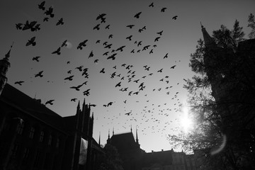 Pigeons flying over city