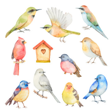 Watercolor vector set of birds. 