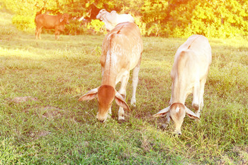 Obraz na płótnie Canvas Curious cow eating grass at the field