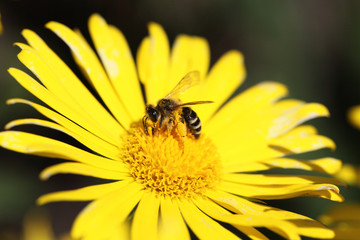 yellow daisy and a bee on it