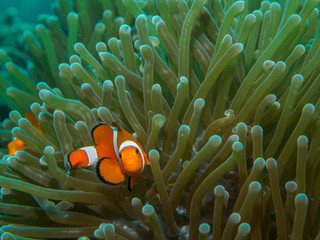 Naklejka na ściany i meble anemone fish with sea anemone