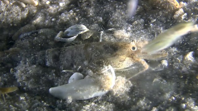 Brown shrimp (Crangon crangon) burrows in sandy ground, close-up, side view.

