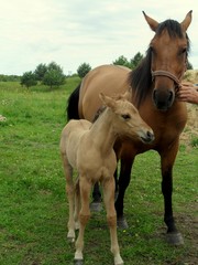 Fototapeta premium Konie