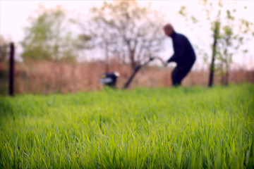 Green grass