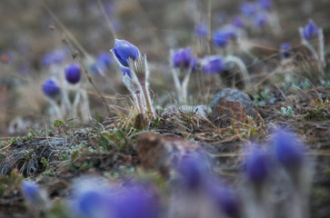 Pulsatilla grandis