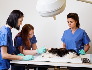 Vets with small dog under anesthesia ready for an operation.