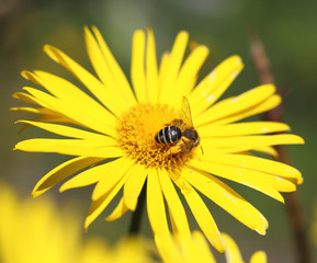 yellow daisy and a bee on it