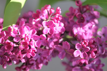 lilac flowers