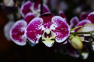 Fototapeta premium orchidea3