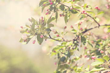 Apple Spring white flowers on a tree branch. Apple tree in bloom. Spring, seasons, time of year. White flowers of Apple tree