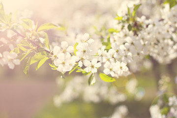 Cherry blossoms on a branch in the sunshine. Tonning photo