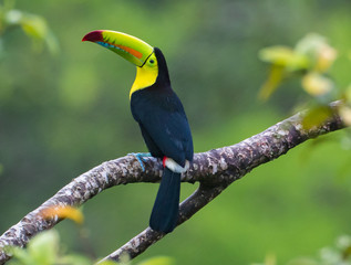 Perfect Pose...A keel-billed Toucan, also called a rainbow Toucan  waits patiently for his friends.  Taken in the rain forest in Costa Rica