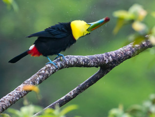 Shaking hard...A keel-billed Toucan, also called a rainbow Toucan  has been in the rain is shaking to dry himself off.  Taken in the rain forest in Costa Rica