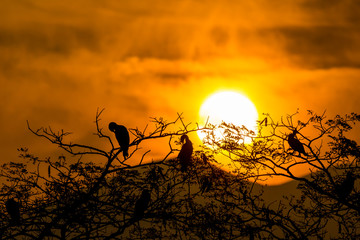 Silhouette Of Great Cormorant with Rising Sun