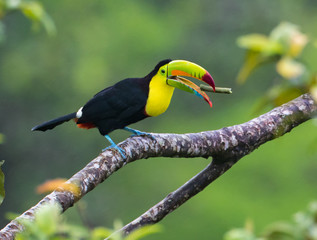 My Favorite Bean...A keel-billed Toucan, also called a rainbow Toucan has plucked a bean from a tree and is feasting on a special treat.  Taken in the rain forest in Costa Rica