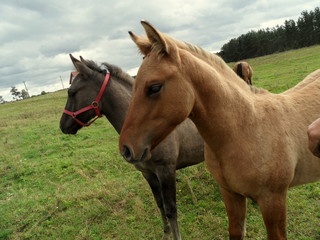 Fototapeta premium Konie