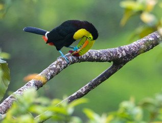 Eating Breakfast...A keel-billed Toucan, also called a rainbow Toucan has plucked a bean from a tree and is feasting on a special treat