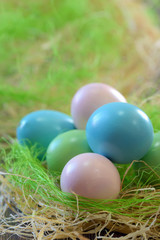 Easter eggs in nest