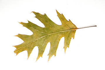 Dry autumn oak leaf on  over white