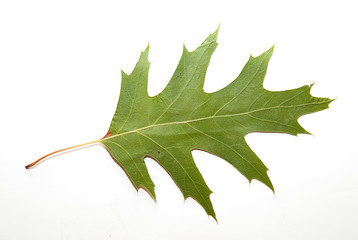 Dry autumn oak leaf on  over white